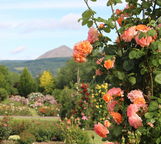 Ein Rosenbusch mit Blüten in Apricot im Vordergrund. Viele bunt blühende Rosenbüsche im Hintergrund.