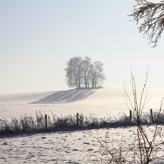 Ein weites Feld, schneebedeckt, in der Mitte zwei große kräftige Bäume.
