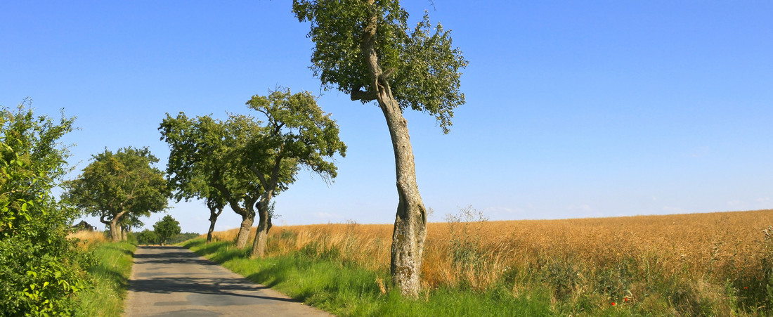 Eine asphaltierte Landstraße, umgeben von Bäumen und Feldern.