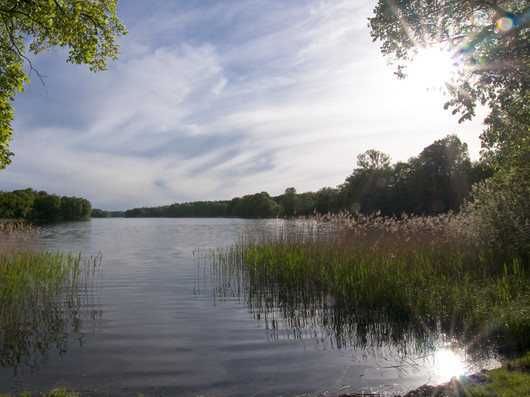 Eine größere Süßwasserfläche mit Schilf im Grünen.